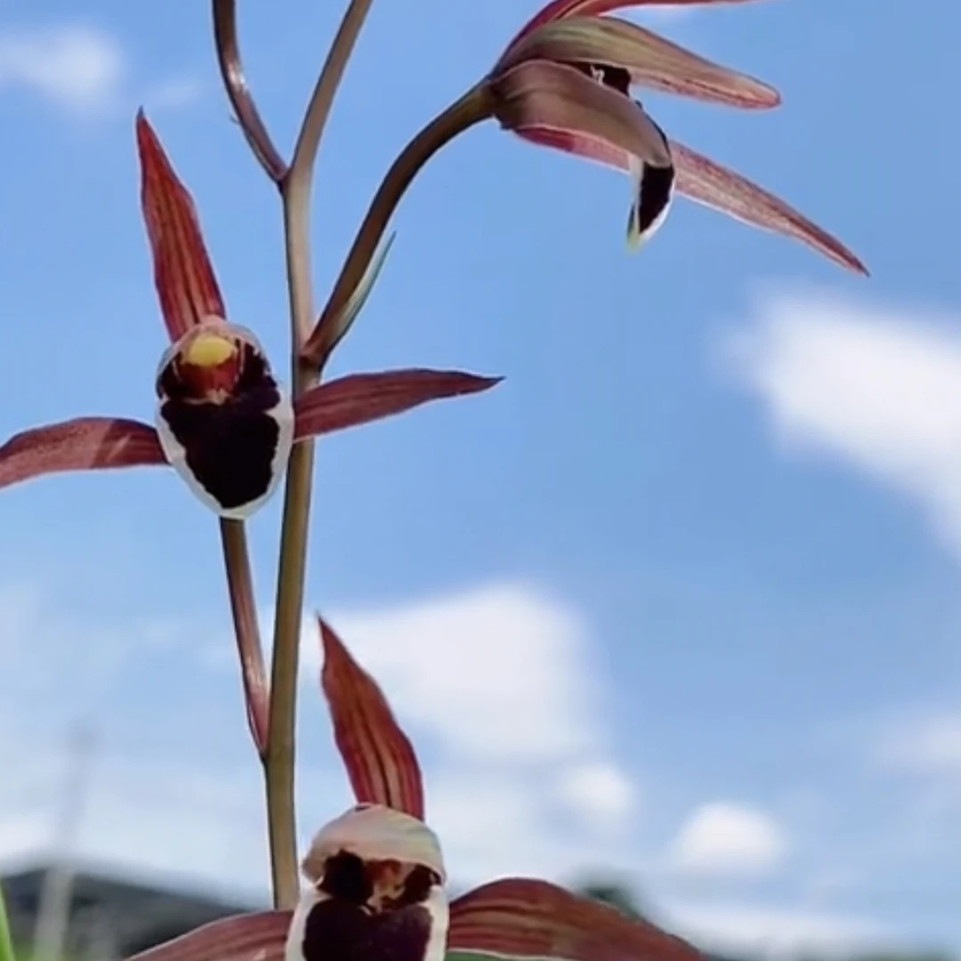 【红缘】兰花寒兰名品 老种2苗 花开浓香 好养易活 对版