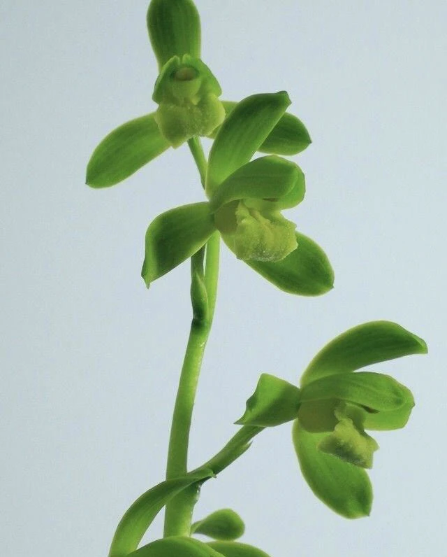 【国荷】惠兰名品 老种3苗 高端兰花 花开浓香