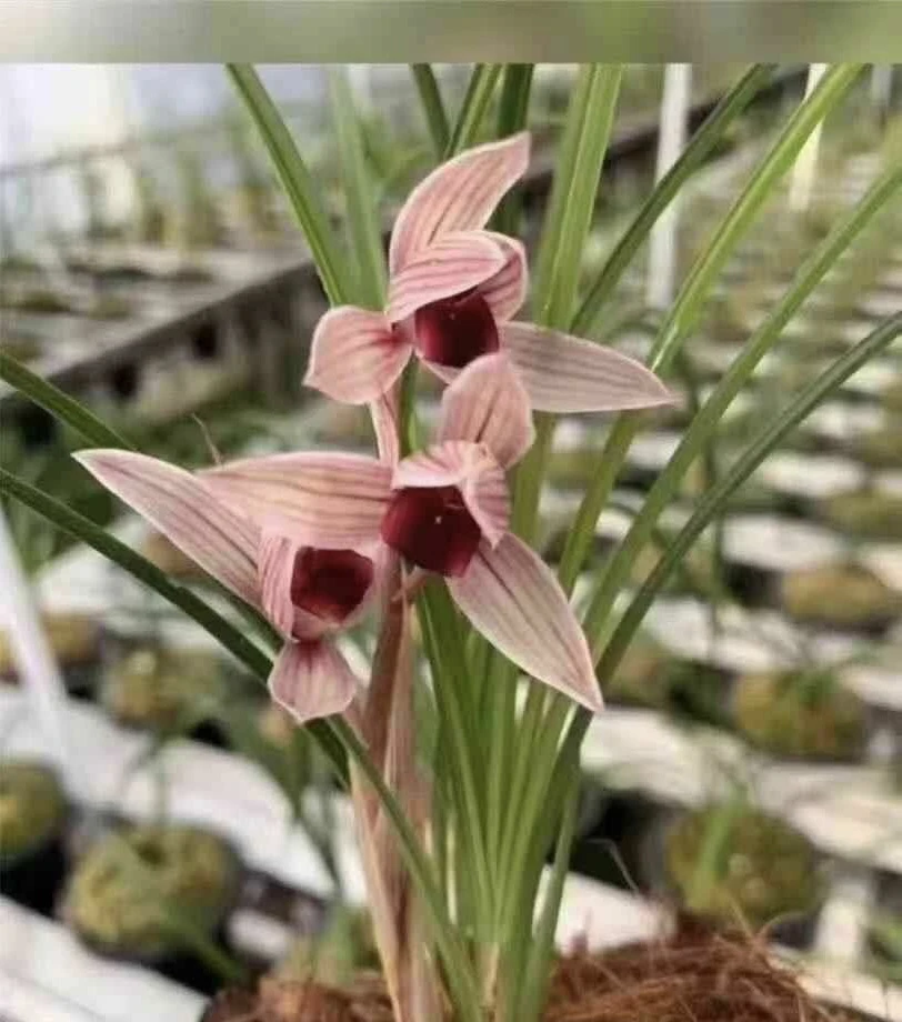 【丽江红】莲瓣兰名品 老种2苗 花开浓香 好养易活 对版