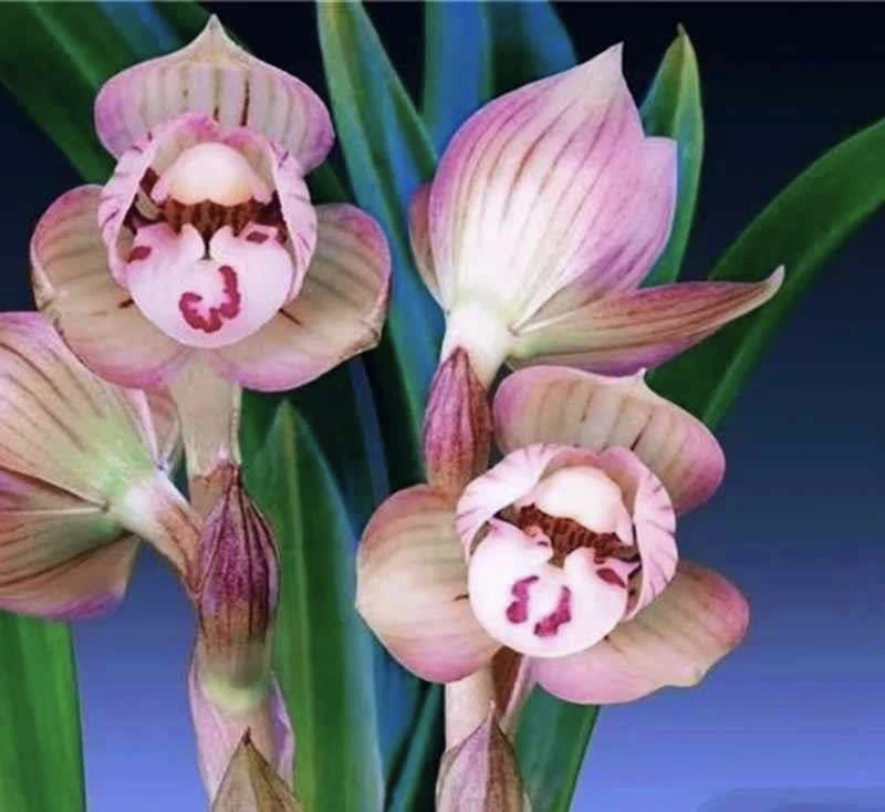 【姜氏荷】春兰 兰花名品 老种2苗 花开浓香 好养易活 对版