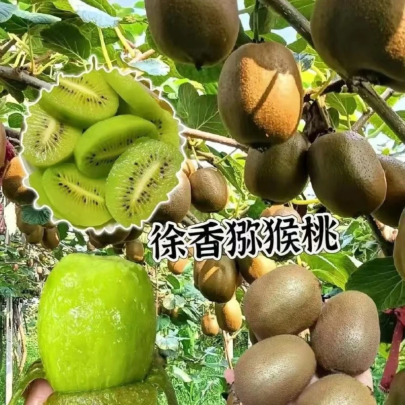 徐香猕猴桃 12个礼盒装