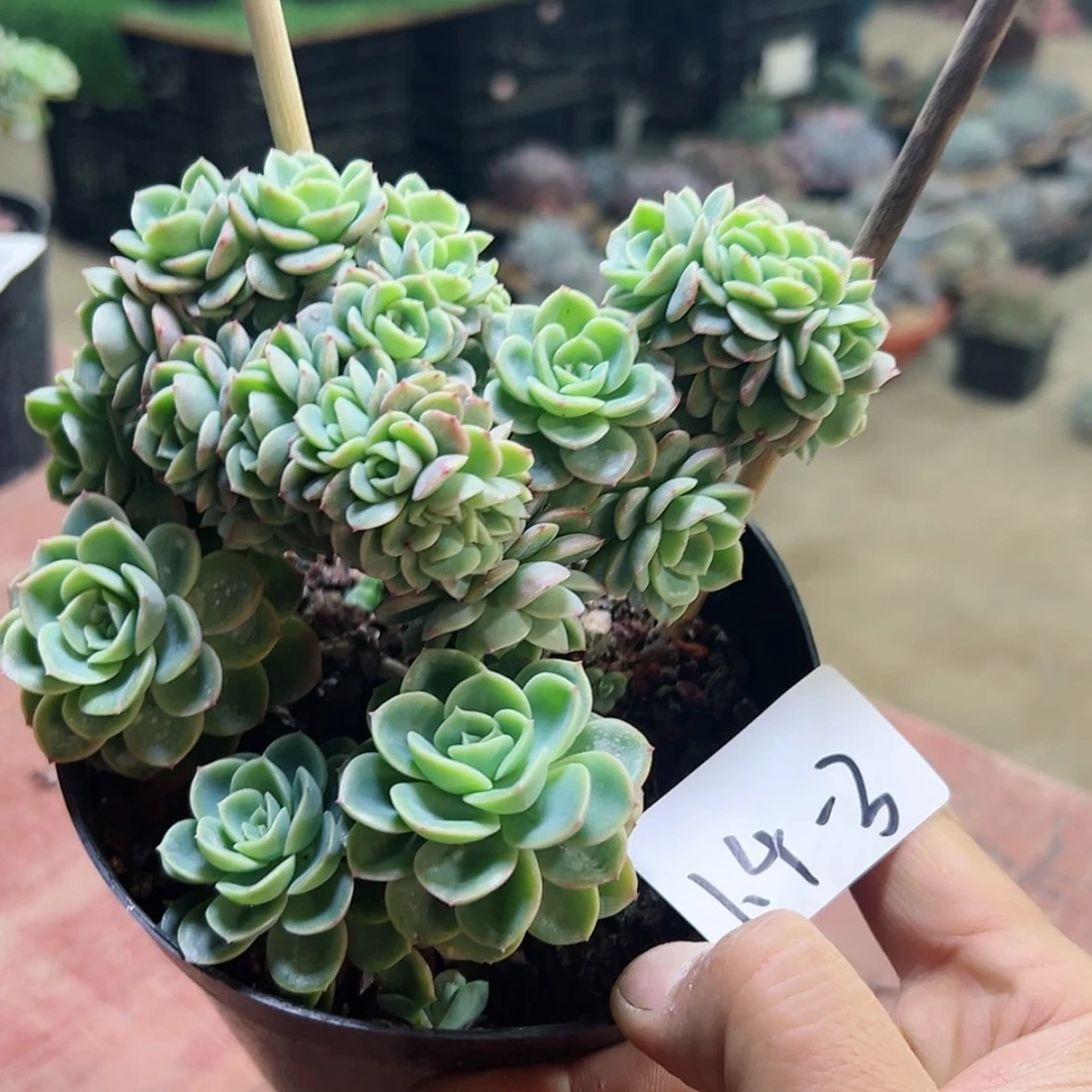 【闪购商品】方*默1.4-3哈密瓜缀
