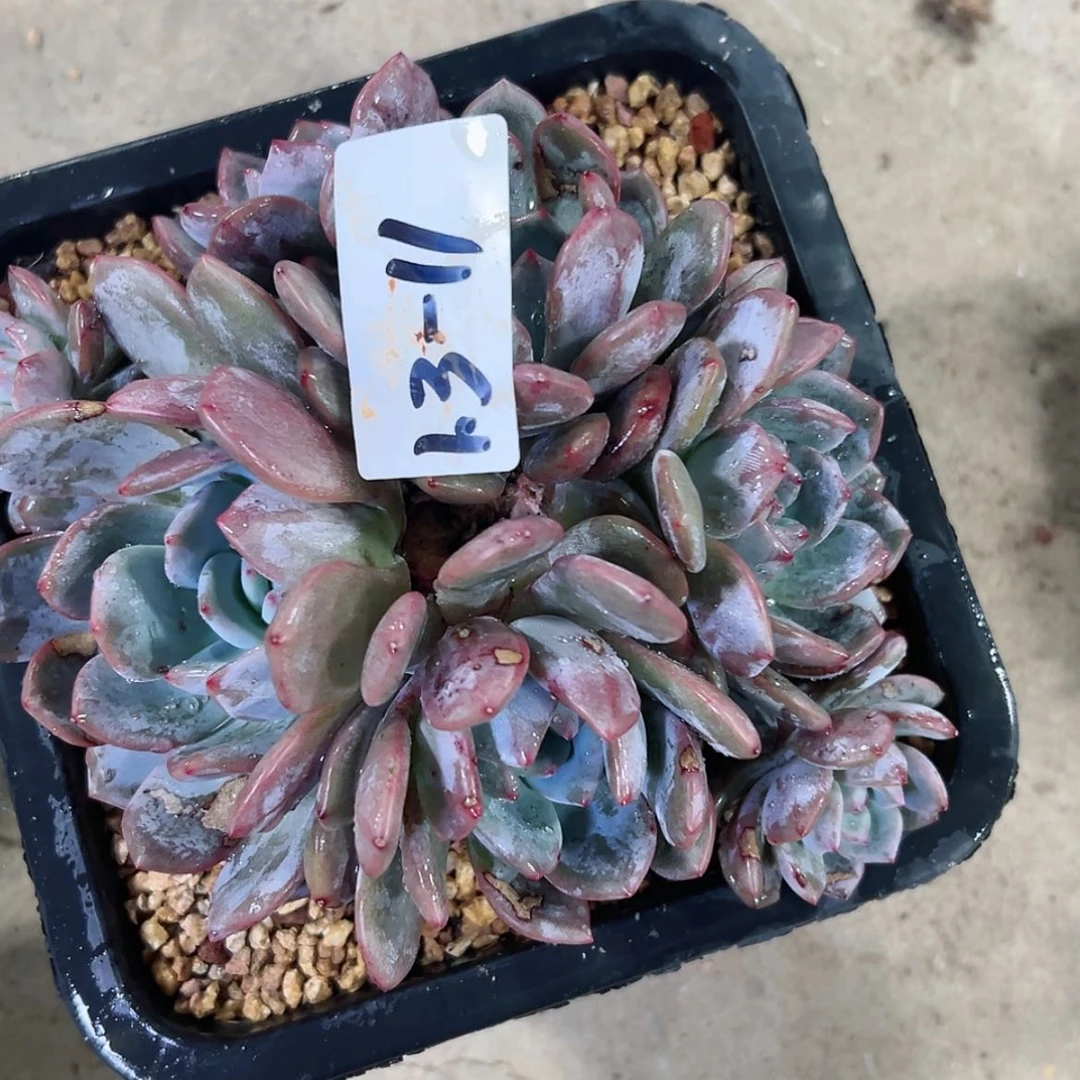 【闪购商品】এ****1.3-11紫皮星影