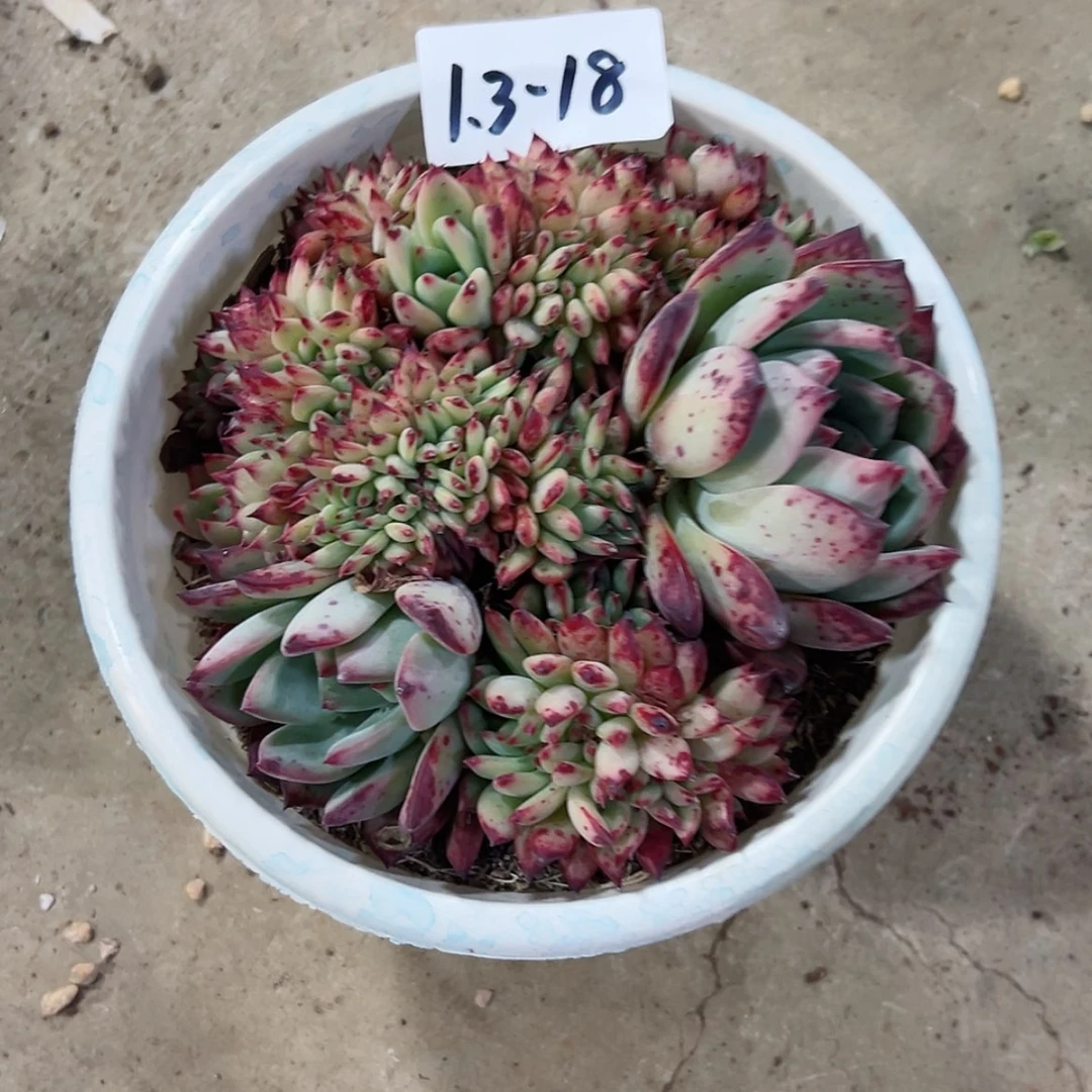 【闪购商品】时****记1.3-18红蜡糖