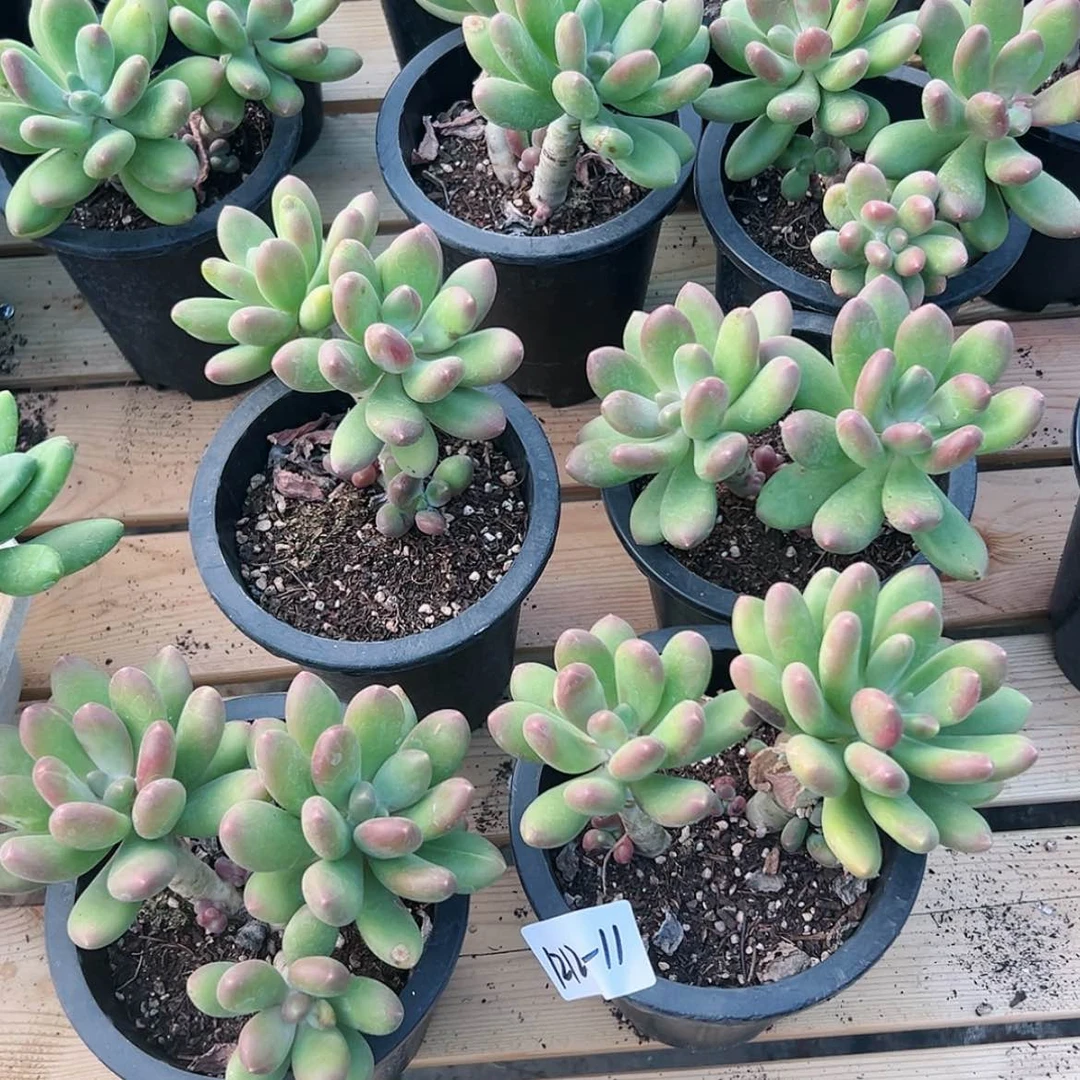 【闪购商品】1212-11芒果奶随机