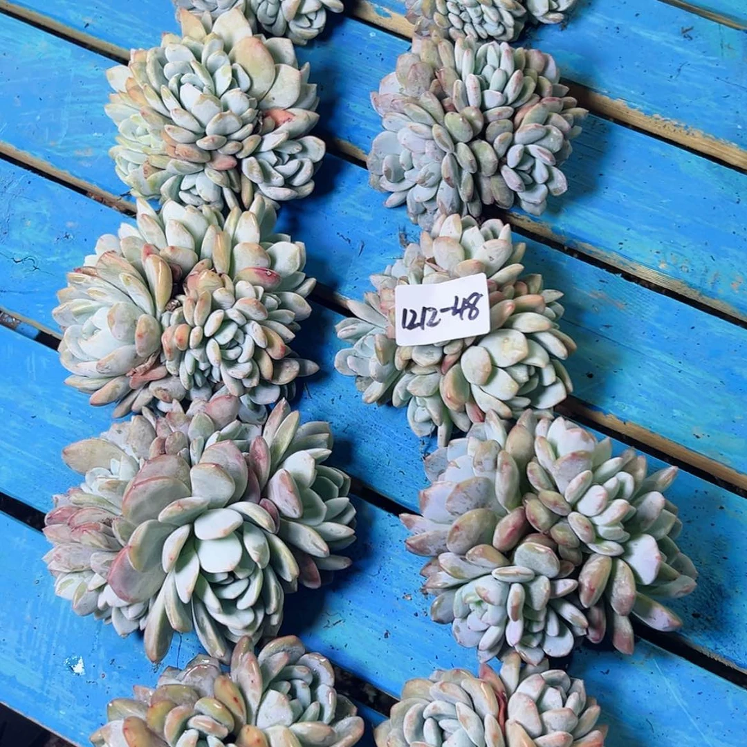 【闪购商品】k****p1212-48星影组合10颗