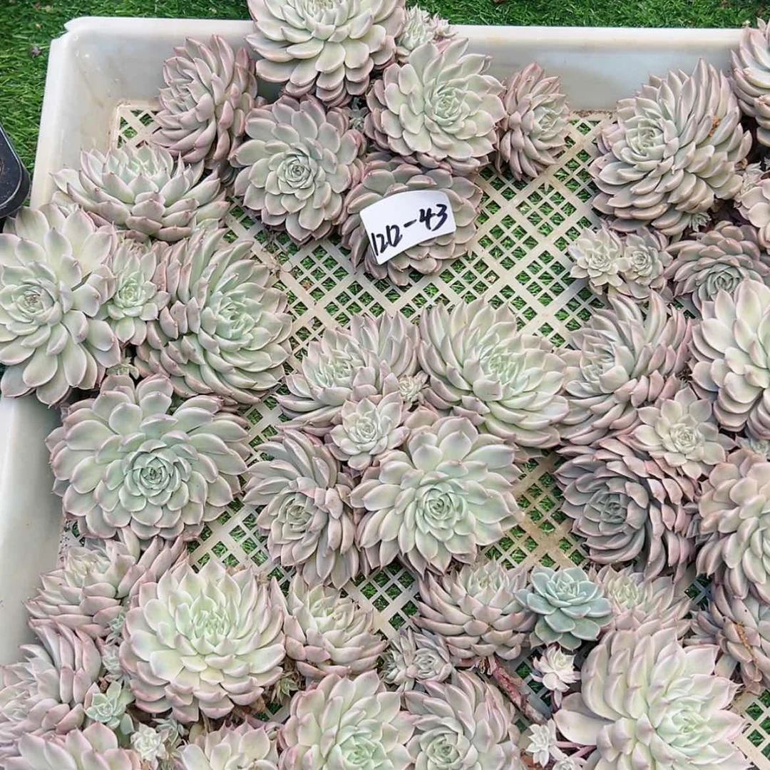 【闪购商品】1212-43玛格丽特锦随机