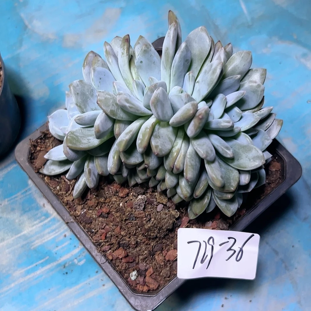 宠****?729-36橙子朵朵缀