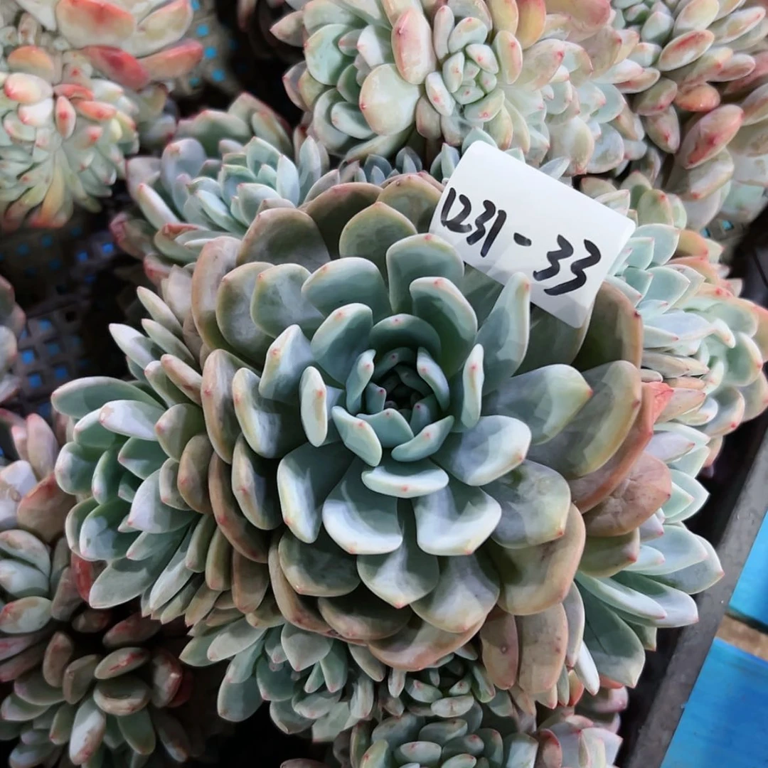 【闪购商品】何****！1231-33捧花橙子