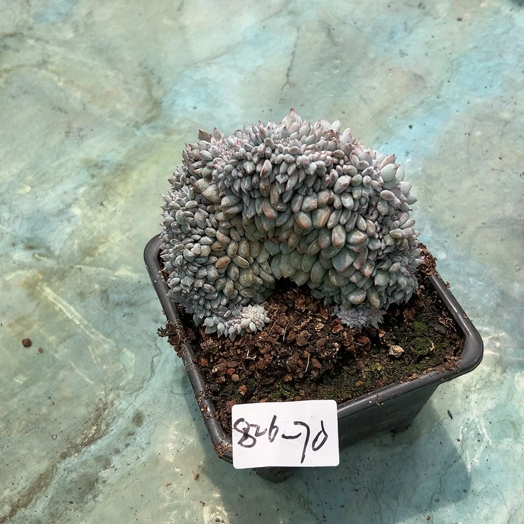 826-70小叶星影缀多肉