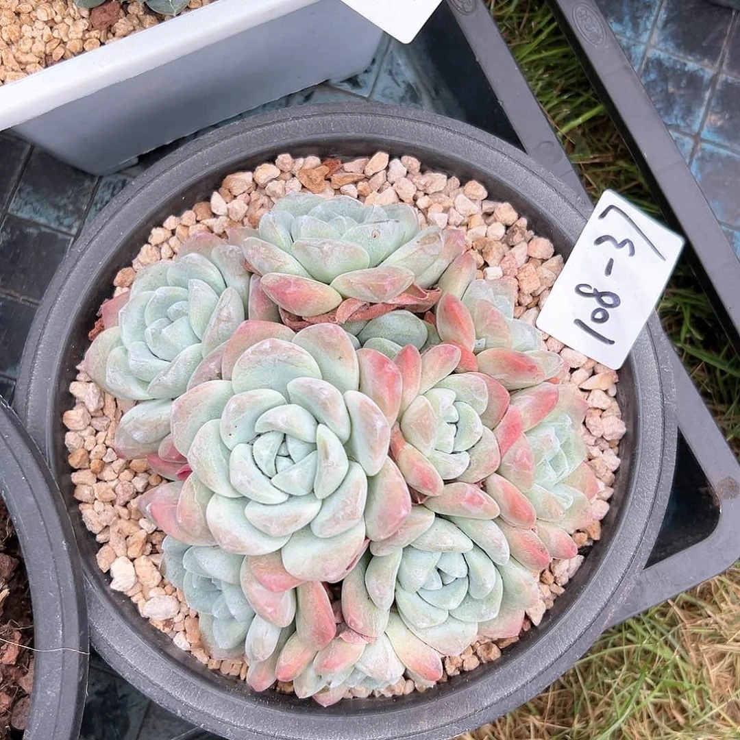 108-37冰玉多头多肉