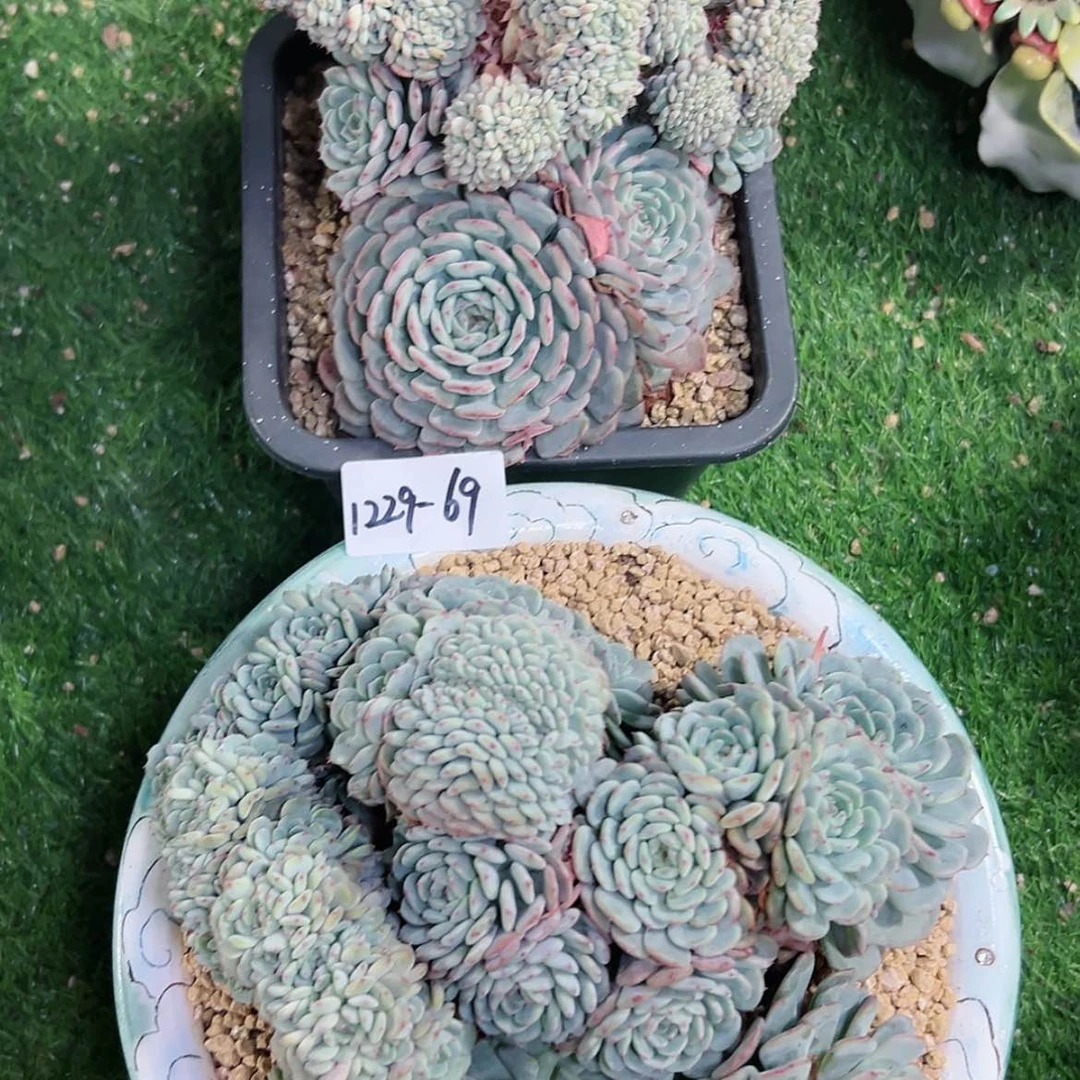 【闪购商品】独***欢1229-69白胖子缀组合2颗