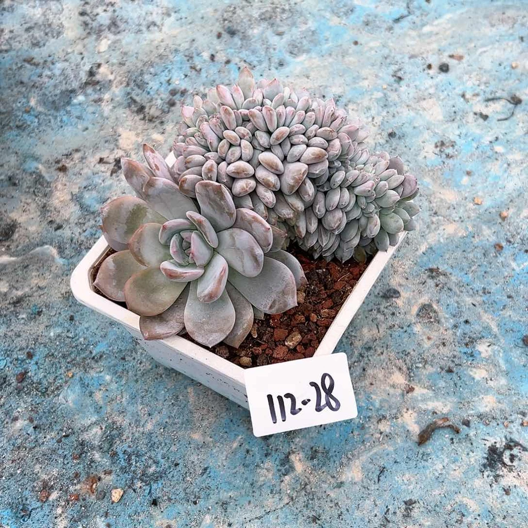 诗*112-28星影缀多肉