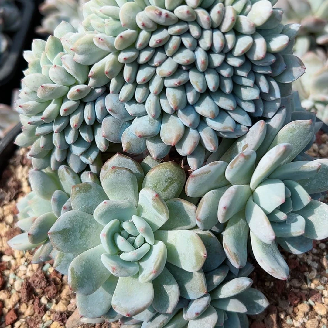 【闪购商品】110-36橙子朵朵缀