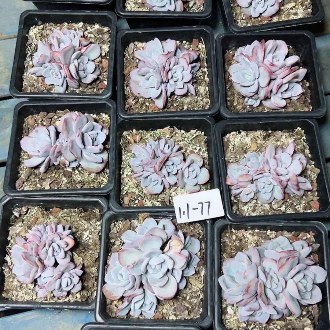 【闪购商品】1.1-77奶茶5头起有砍