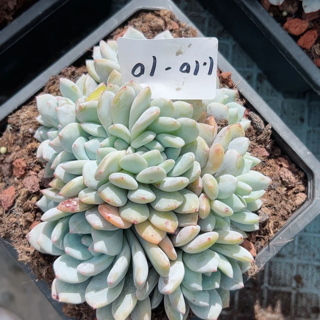 【闪购商品】110-10橙子多头