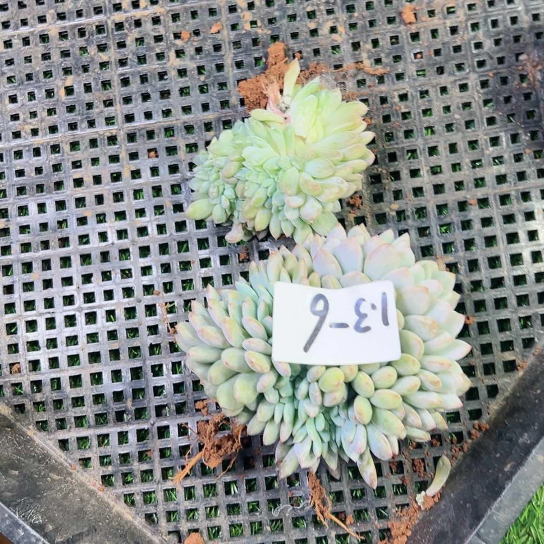【闪购商品】小*容1.3-6橙子缀组合2颗瑕疵