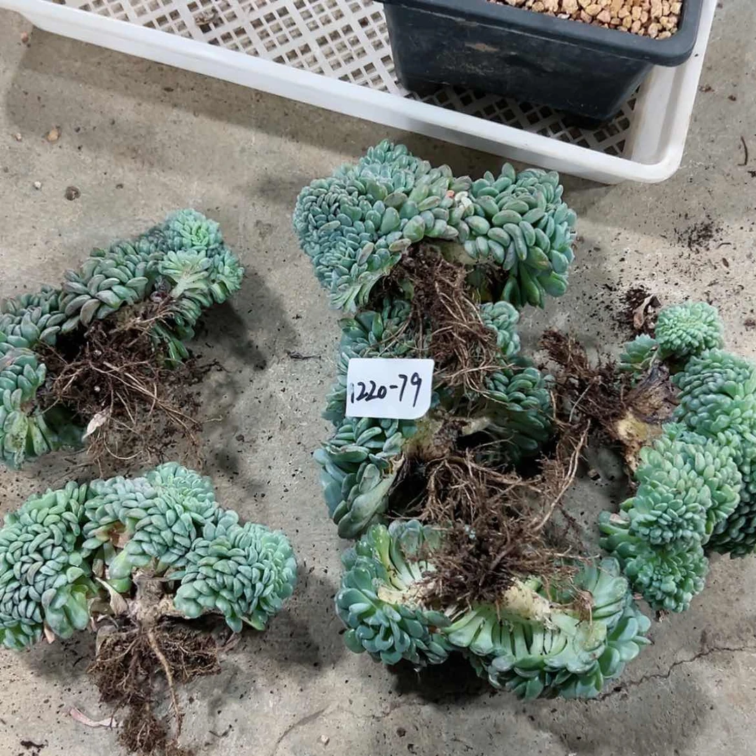 【闪购商品】1220-79白胖子缀瑕疵随机