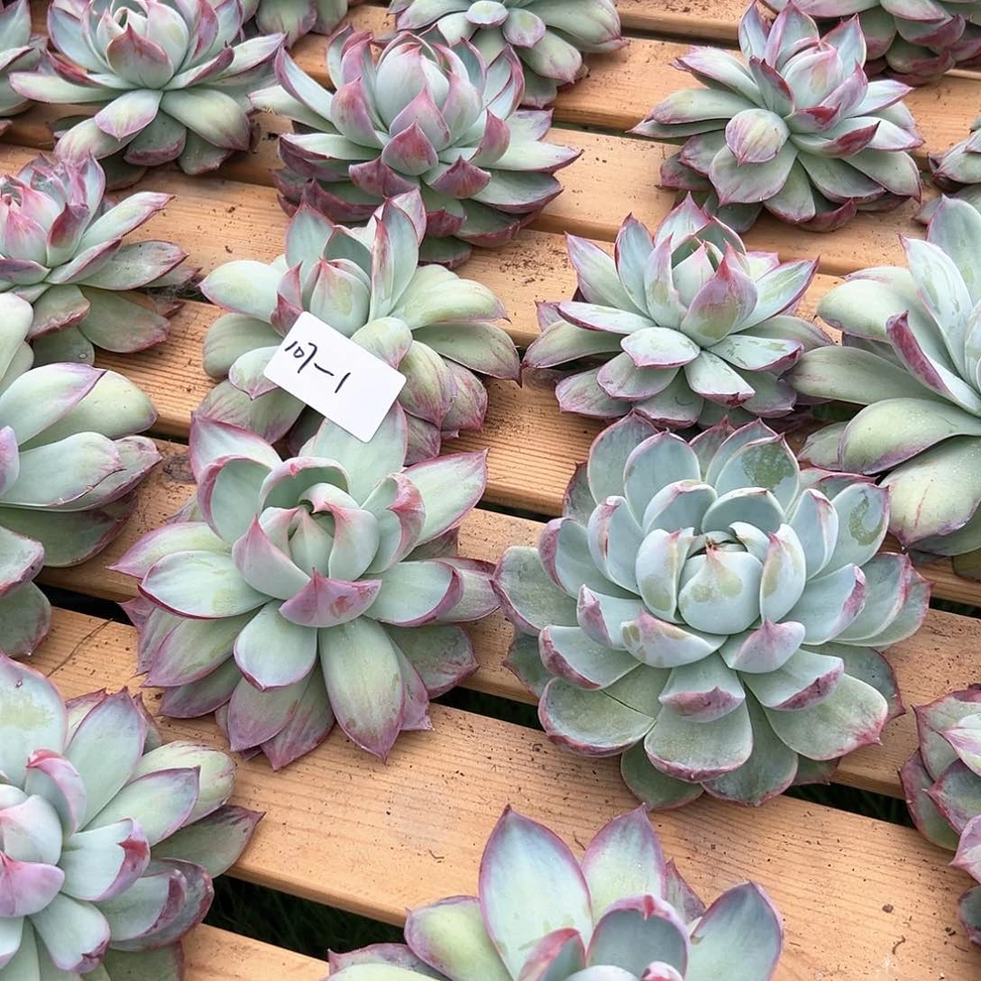 107-1外翻惊鸿随机多肉