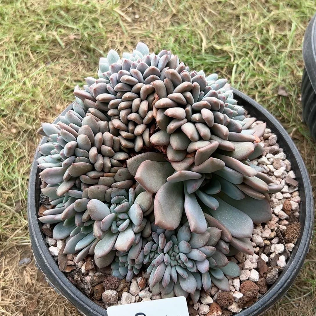 1017-48爱丽儿朵朵缀多肉