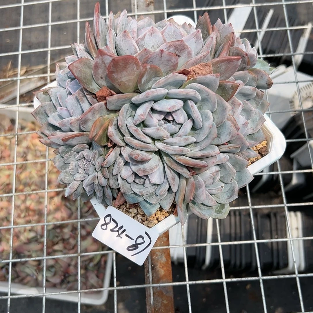 824-87石榴籽带小缀多肉