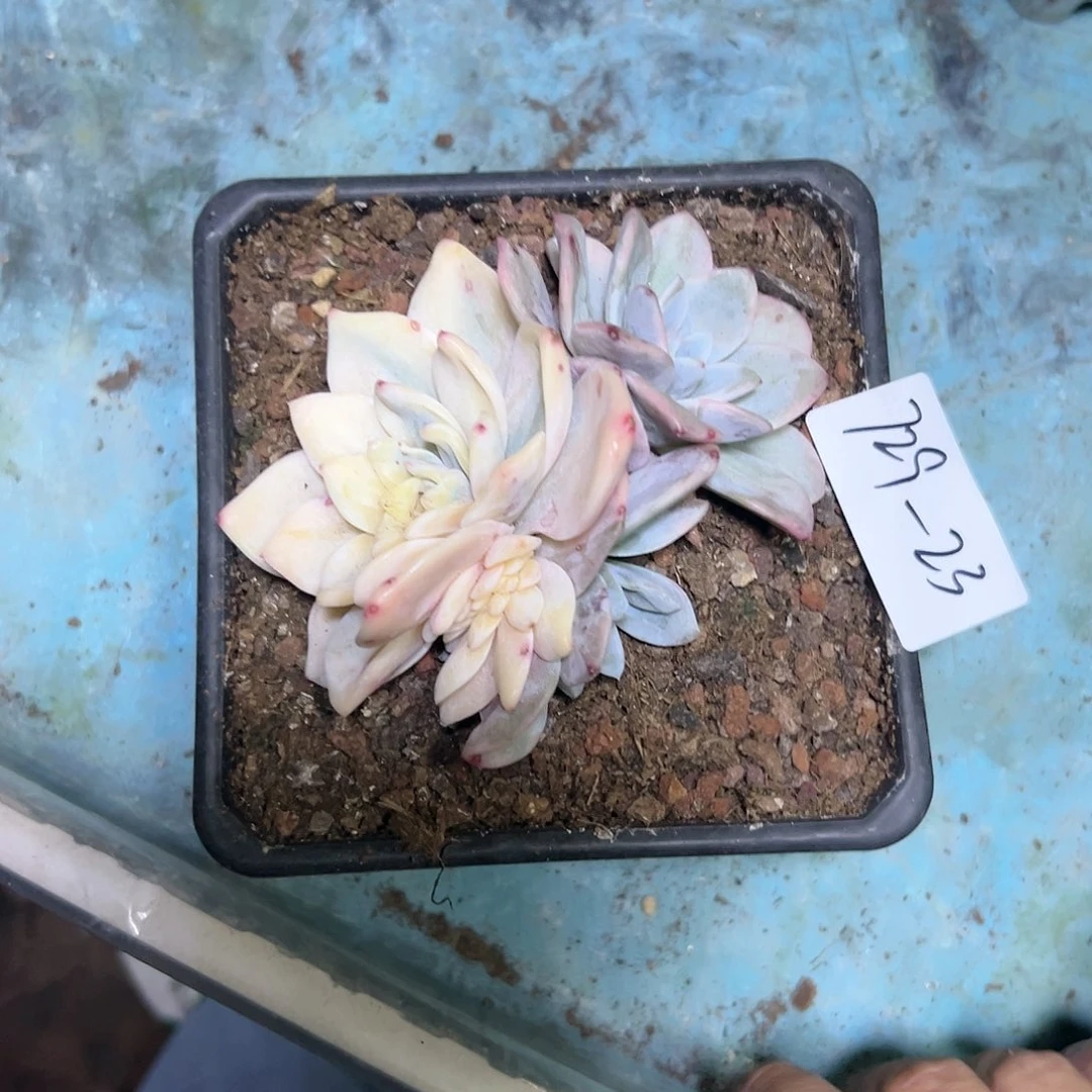 胖**729-23梦露锦带缀寄养