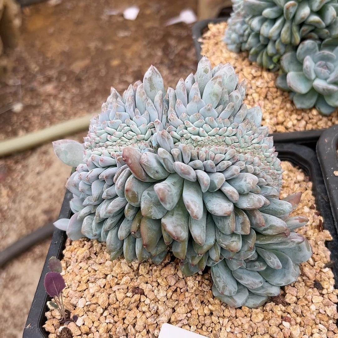 818-72橙子树缀多肉