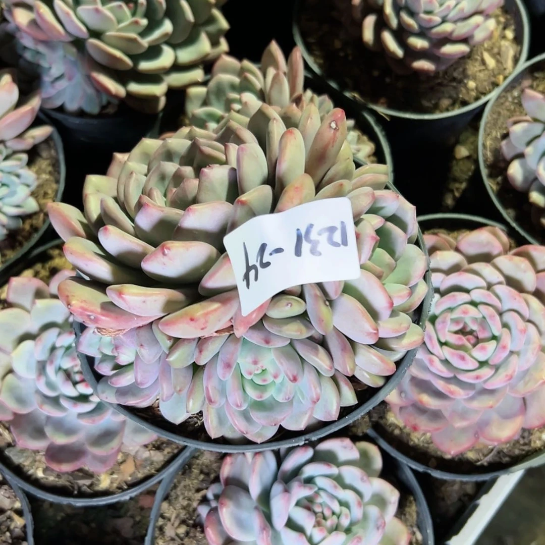 【闪购商品】独***欢1231-24爱丽儿