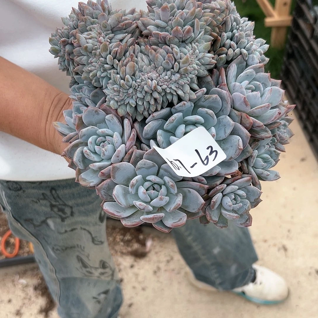 梦*107-63橙子树缀多肉寄养