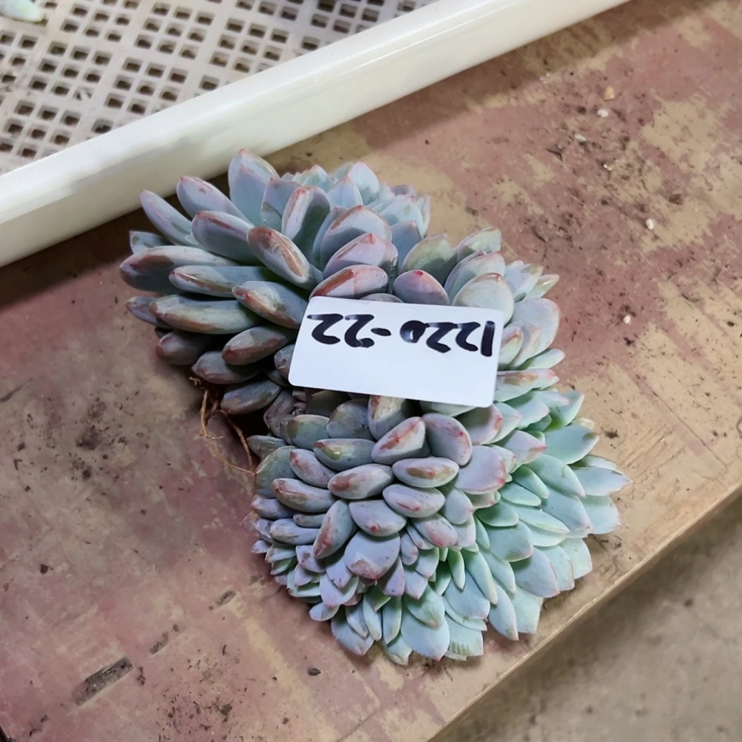 【闪购商品】畅*1220-22橙子瑕疵