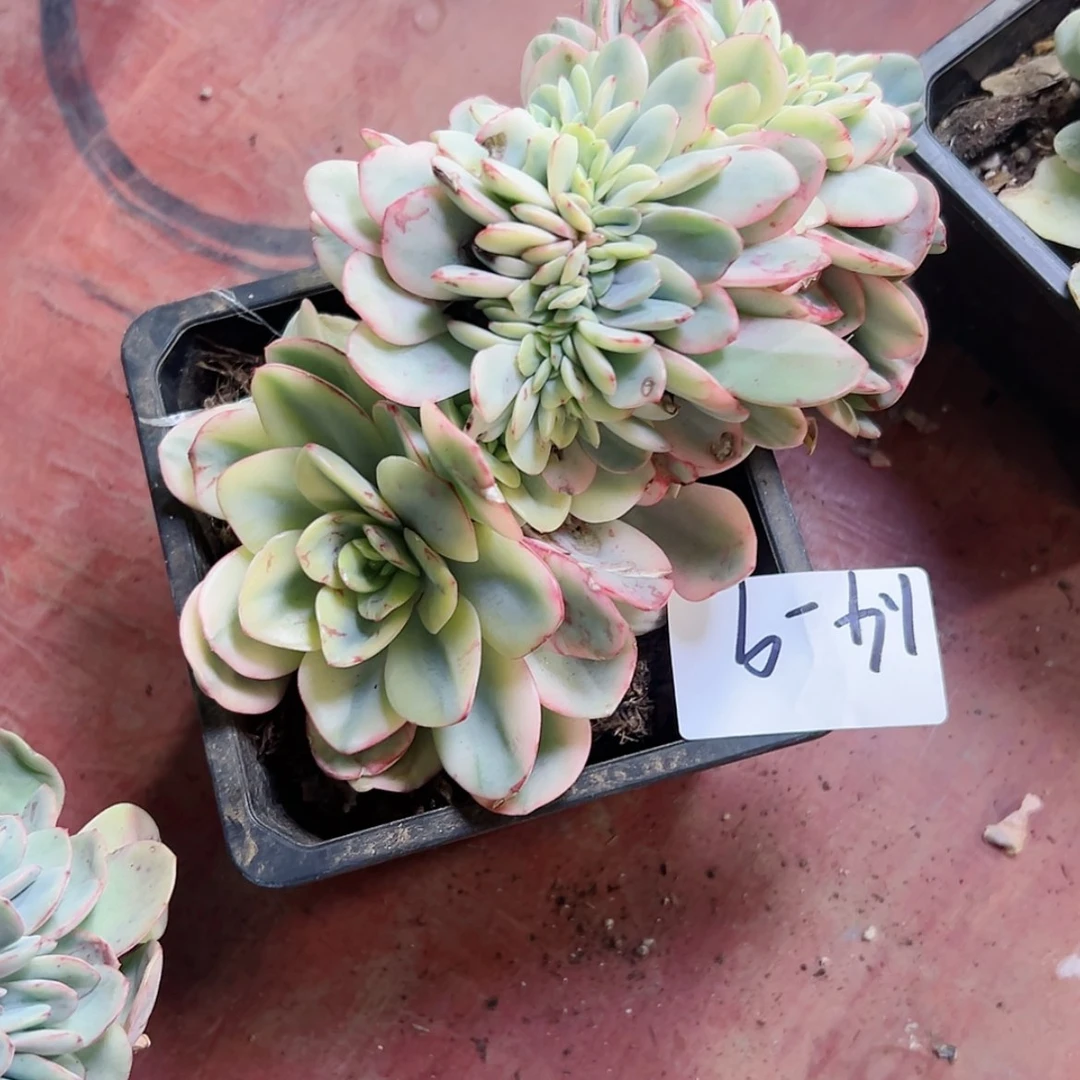 【闪购商品】吉*鸾1.4-9酸橙柠檬锦缀