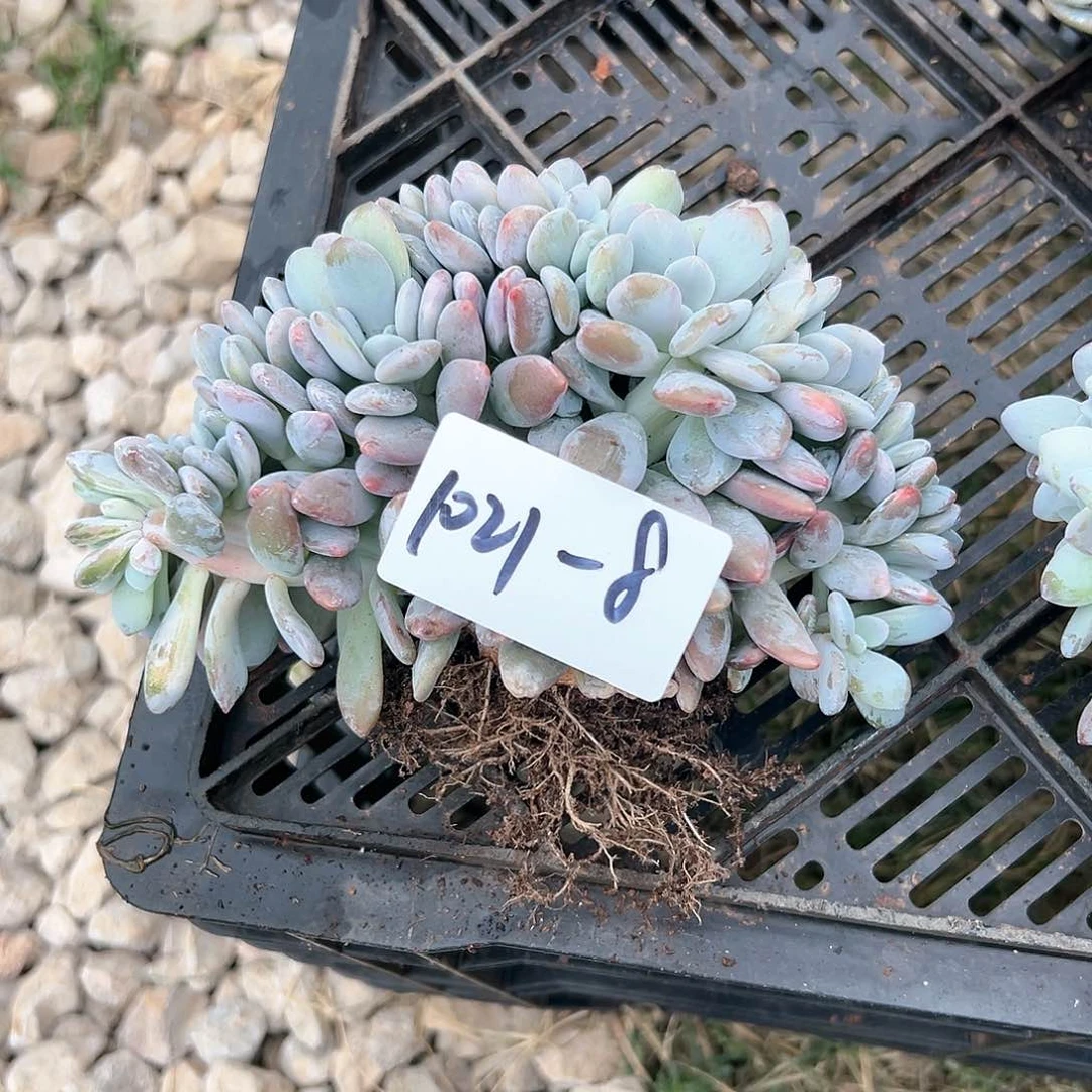 1021-8粉兔缀化多肉