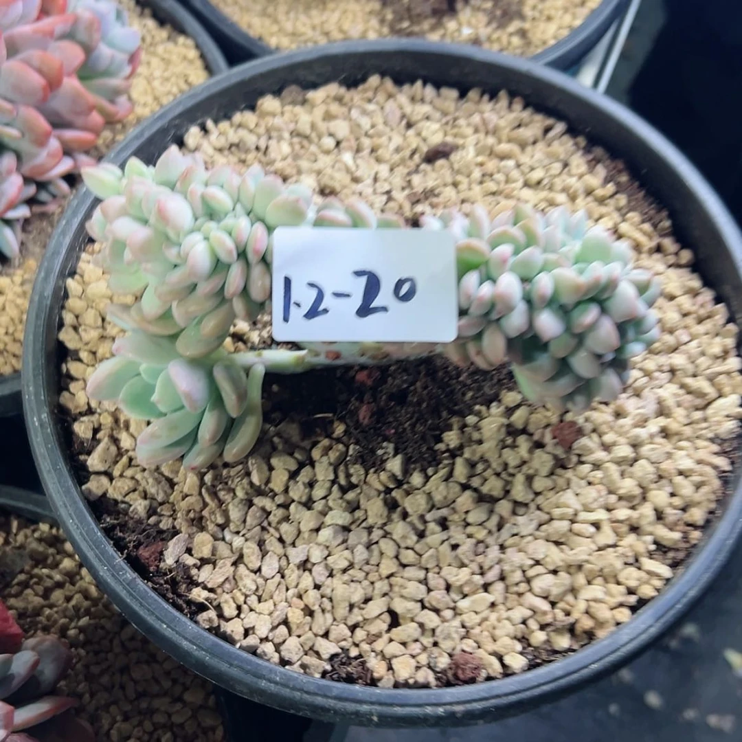 【闪购商品】1.2-20冰清玉洁