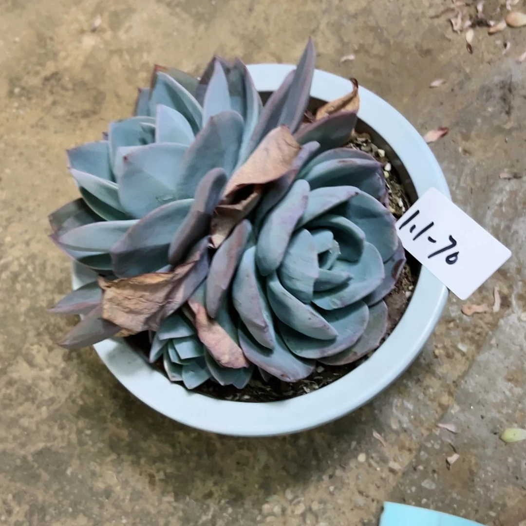 【闪购商品】独***欢1.1-70布鲁蓝石化