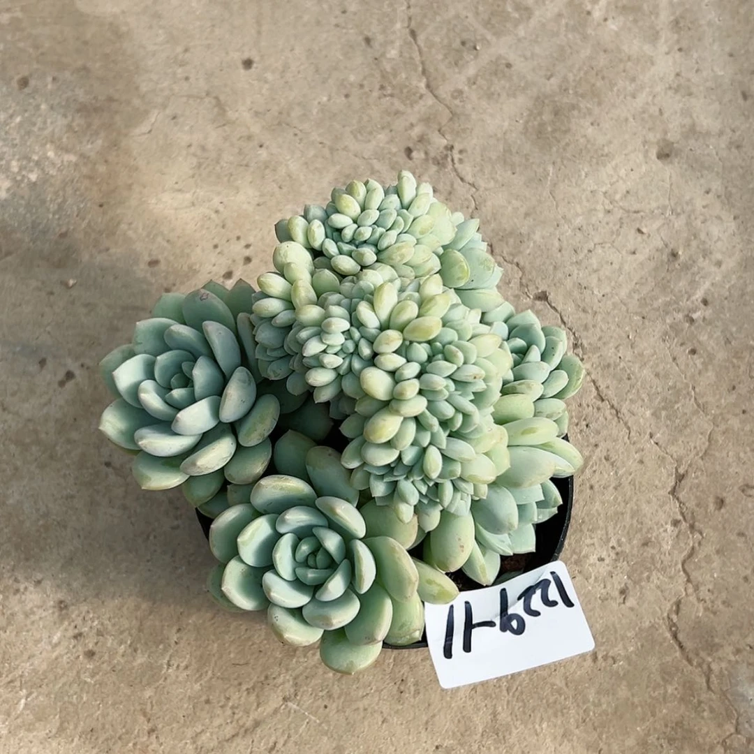 【闪购商品】独***欢1229-11老香水缀