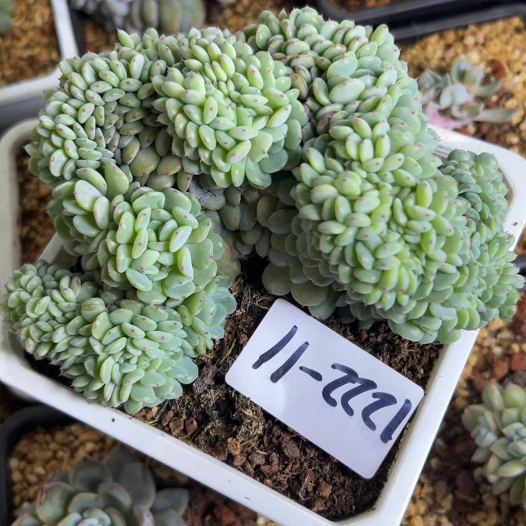 【闪购商品】镜*1222-11白胖子缀