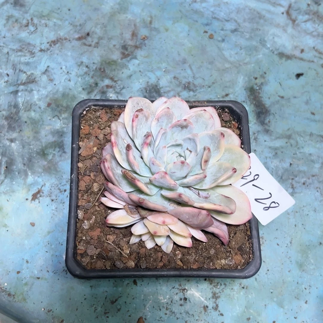 729-28梦露锦多头