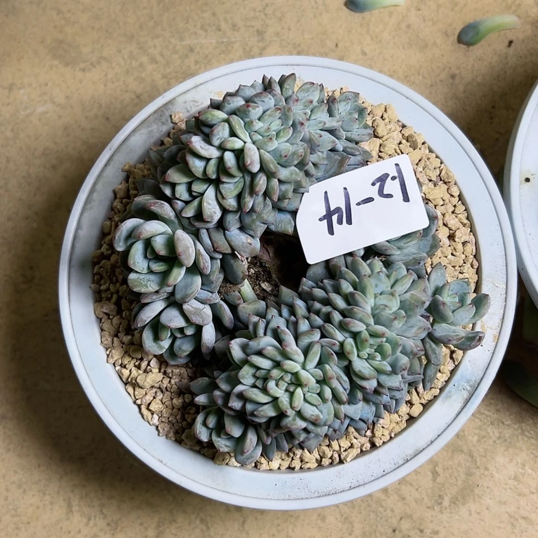 【闪购商品】d**超1.2-14星影朵朵缀