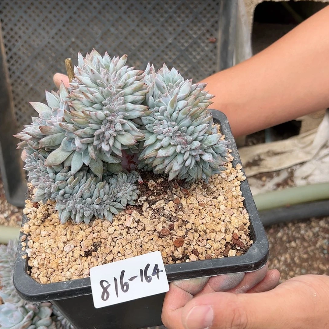 816-164橙子树缀多肉
