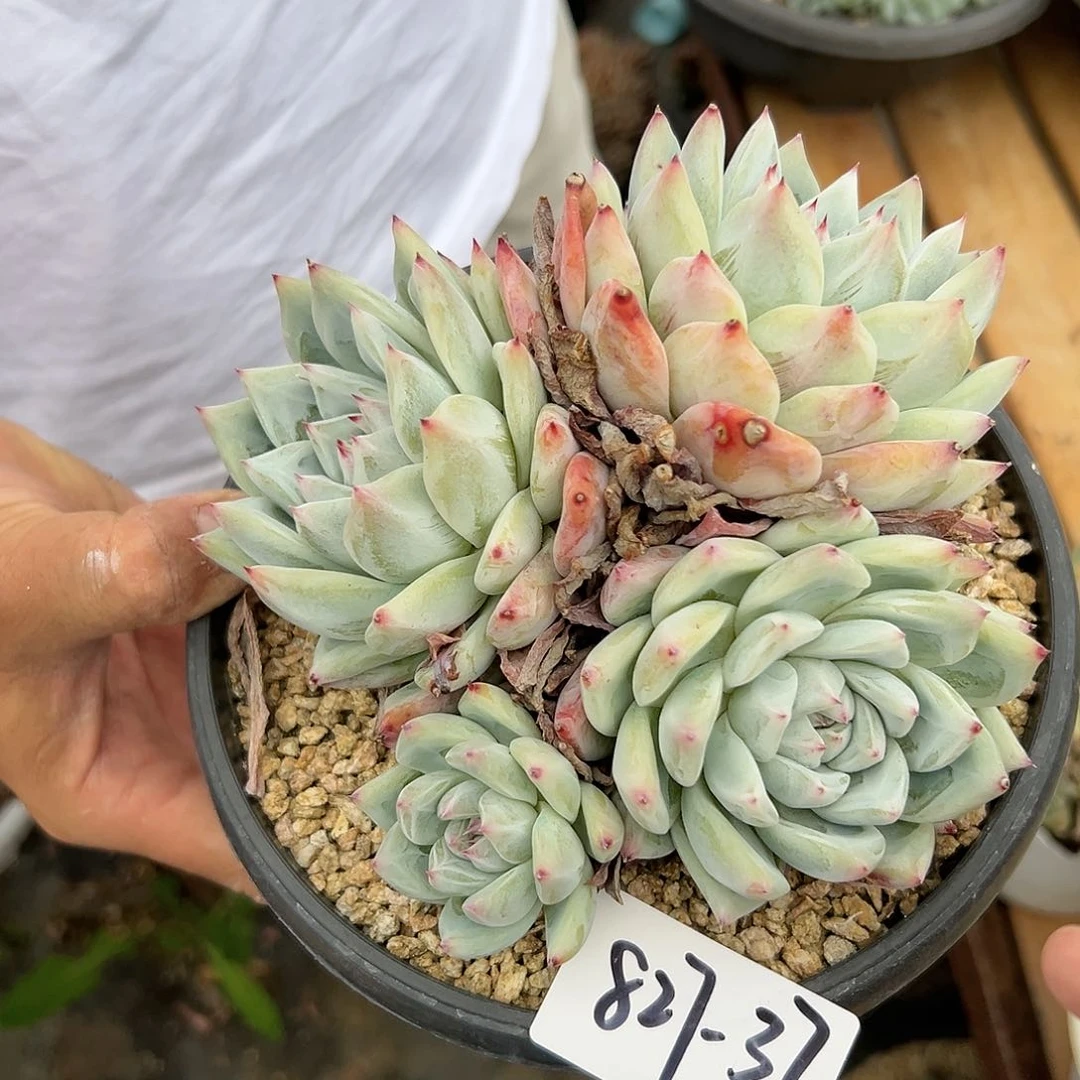 827-37北极熊4头多肉