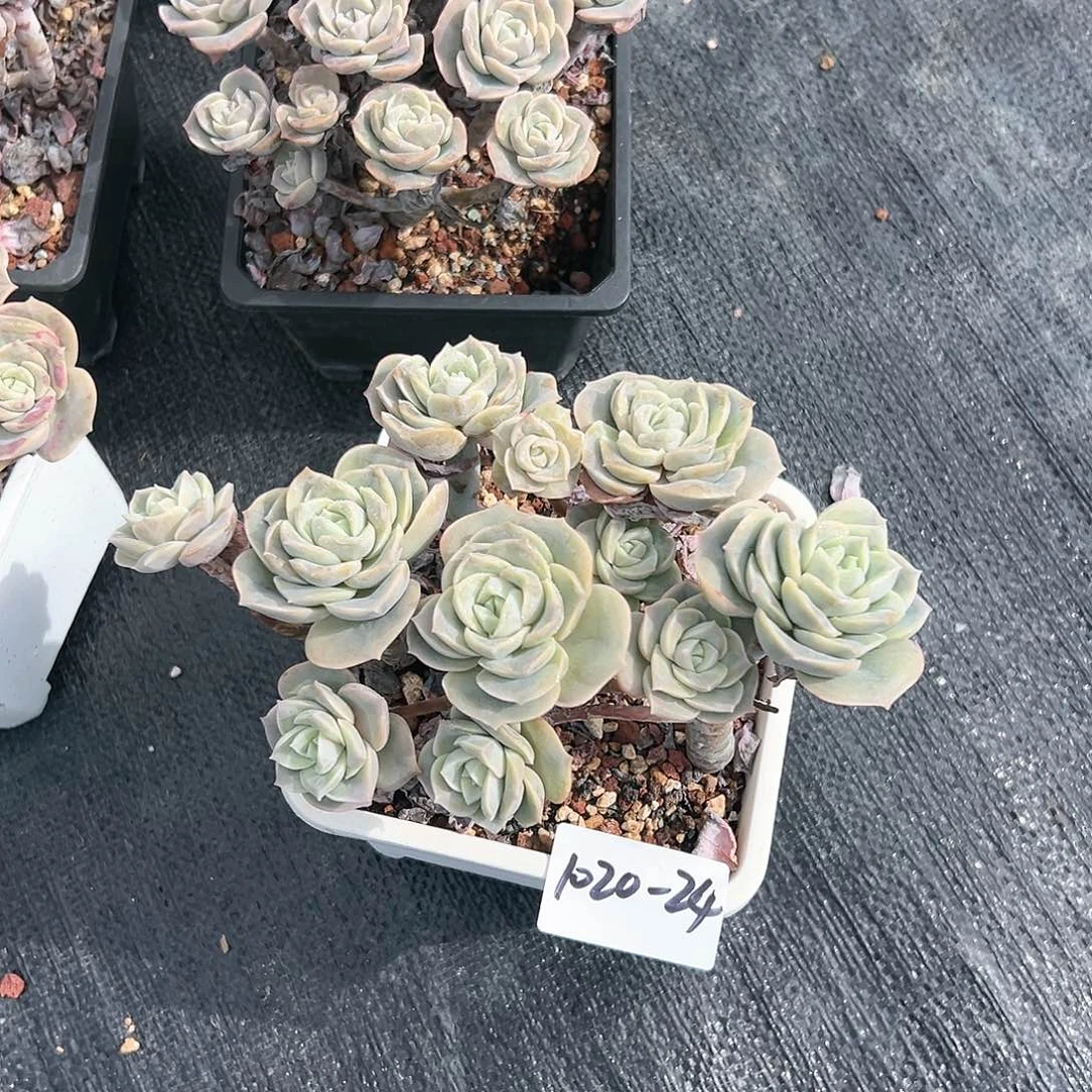 1020-24可爱玫瑰多头多肉
