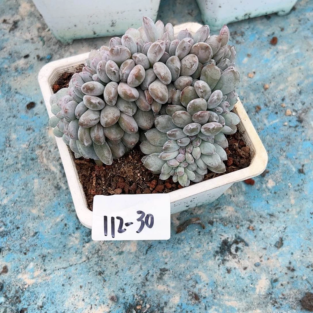 高**弟112-30星影缀多肉