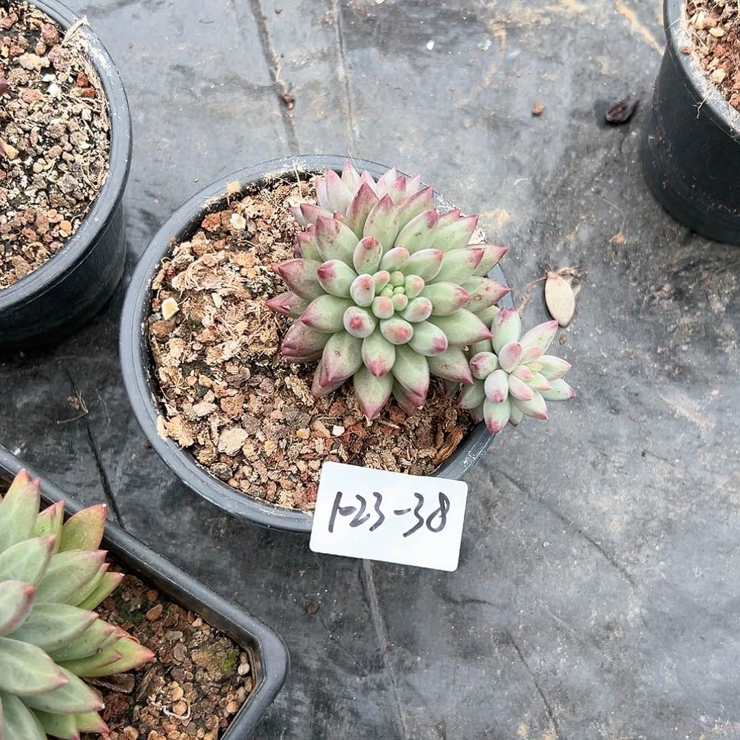 小****y1023-38美人杂多肉