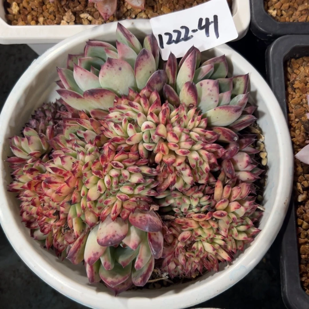 【闪购商品】独***欢1222-41红蜡糖