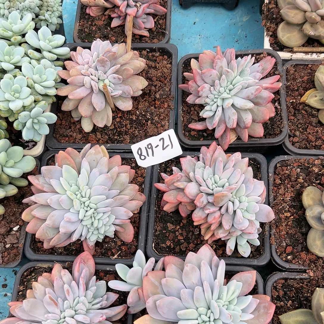 819-21小粉兔缀化随机