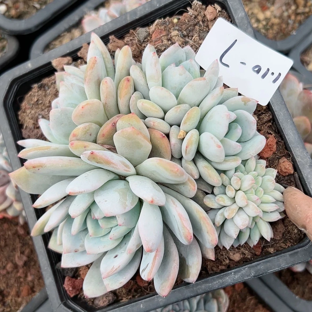 【闪购商品】110-7橙子带缀