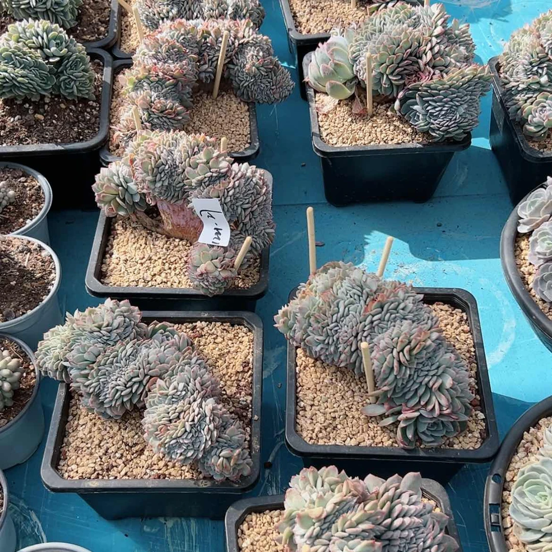 【闪购商品】1221-27莎莎缀瑕疵随机