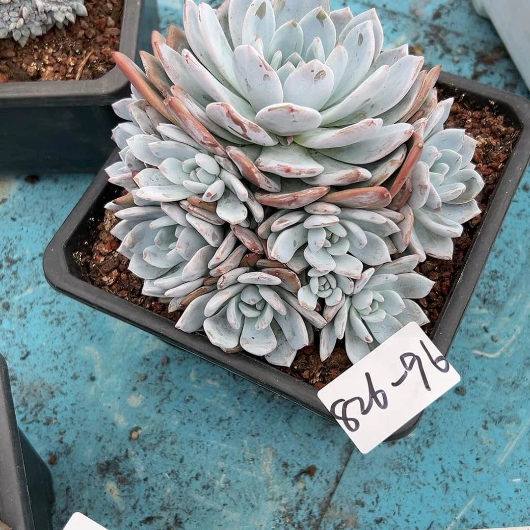 826-96橙子多头多肉