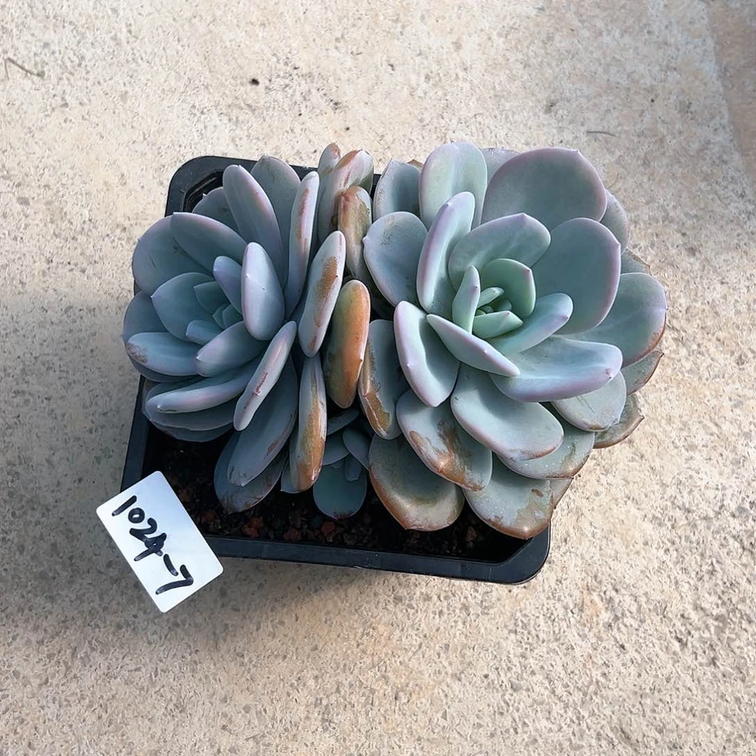 1024-7大双头奶茶老庄多肉