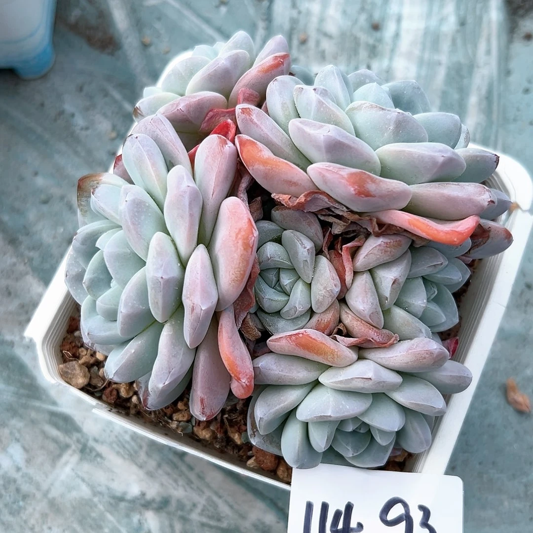 114-93冰玉多头多肉